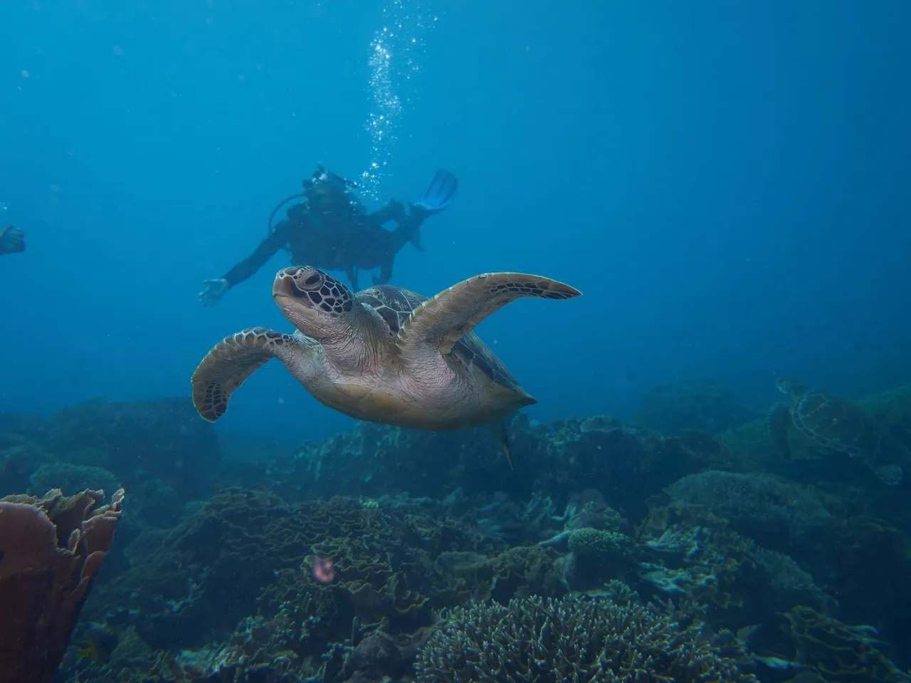 Flores Diving Centre