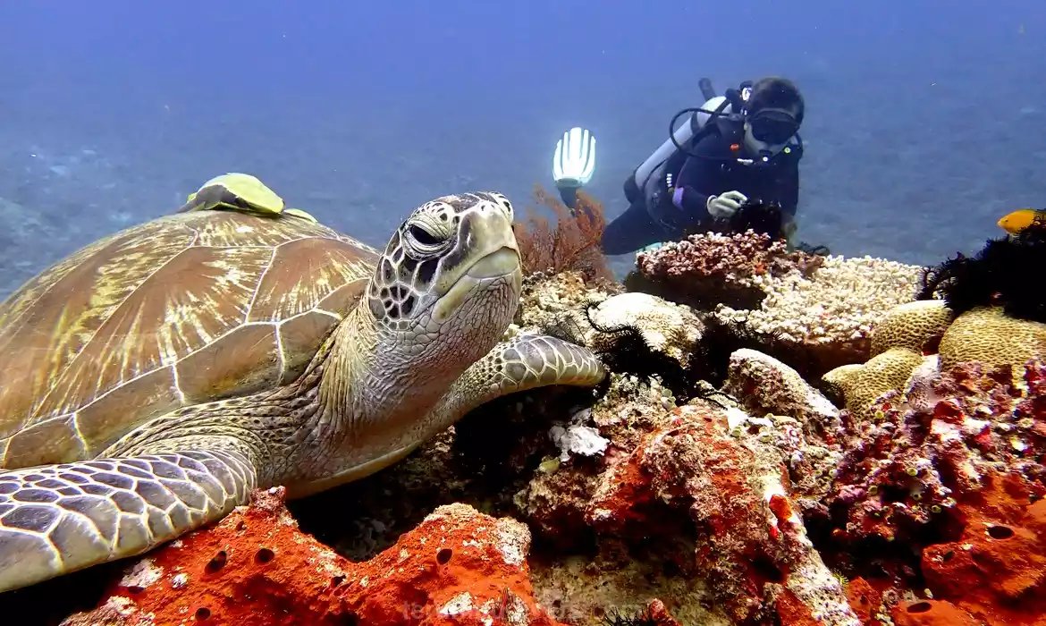 Terumbu Divers — Small PADI 5 Star Centre on Lombok's Sire Beach, 10 Minutes by Boat from the Gilis